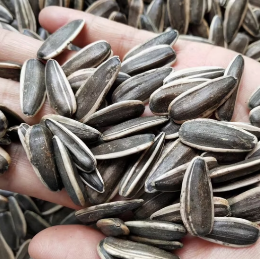 Поставка напрямую с китайского завода, семечки подсолнечника 361 урожая 2025 года с индивидуальной (настраиваемой) упаковкой 33 116 Подсолнечные семечки