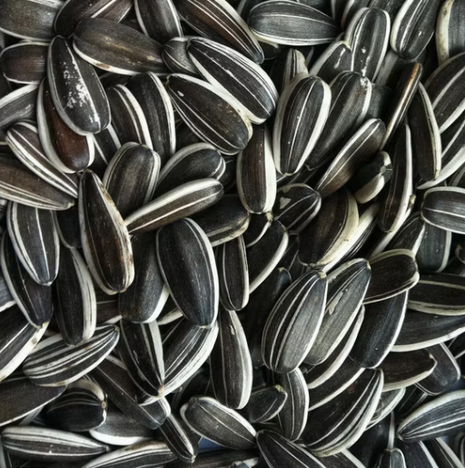 Премиальные семечки подсолнечника 363, чистые и без примесей, урожай нового сезона 2025 года 33 121 Подсолнечные семечки