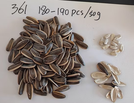 Прямые продажи с китайского завода: семена подсолнечника 361 без плесени 33 126 видео