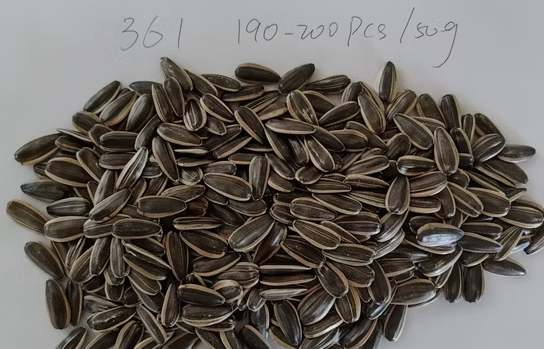 Цена на семена подсолнечника нового типа 361 крупного размера премиального качества 33 127 видео