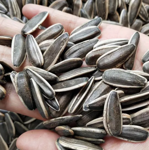 Высокое качество и выгодная цена семян подсолнечника сорта 361 33 128 Подсолнечные семечки