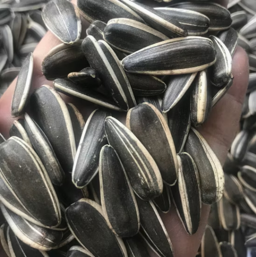 Подсолнечные семечки нового урожая 2025 года, с содержанием плесени 0,5%, типы 361, 363, T5, T6 33 130 видео