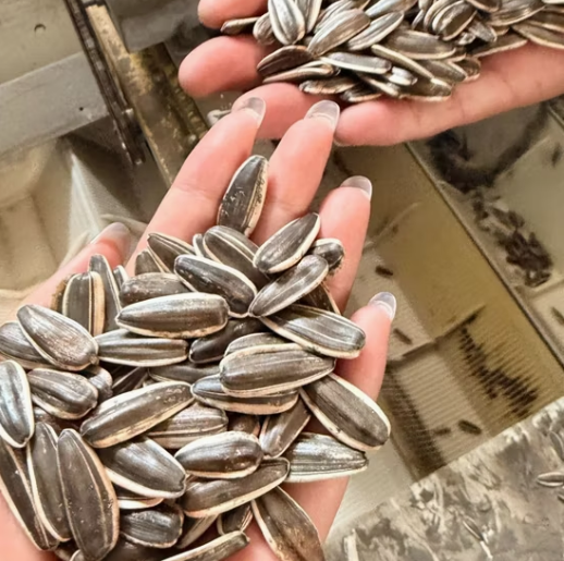 Старые запасы 2024 года, плесень 3%, всего 10 контейнеров, тип 361, размер 210–220 33 134 видео