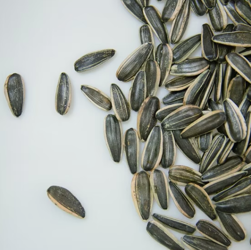 Поставщик нового урожая семян подсолнечника 361 из Китая, Внутренняя Монголия 33 32 Подсолнечные семечки