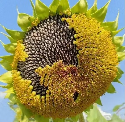 Полезные черные масличные семена подсолнечника 361 из Китая, крупного размера, сырого типа 33 37 Подсолнечные семечки