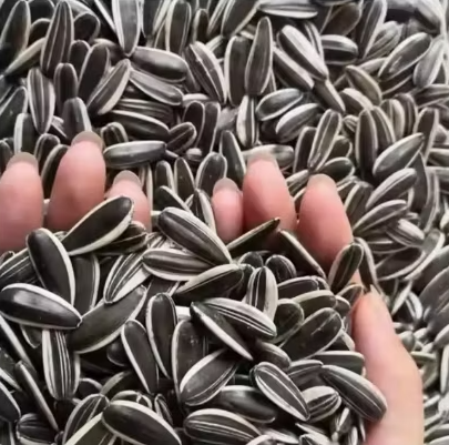 Экспортное производство высококачественных китайских семян подсолнечника 361 33 39 Подсолнечные семечки