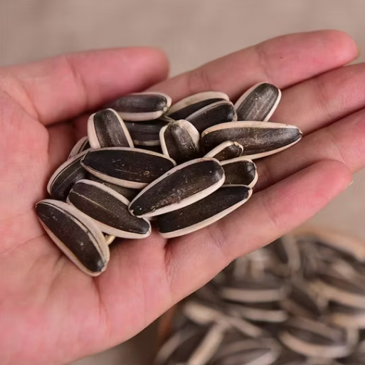 Оптовая продажа китайских новых крупных семечек подсолнуха 361 33 4 Новости