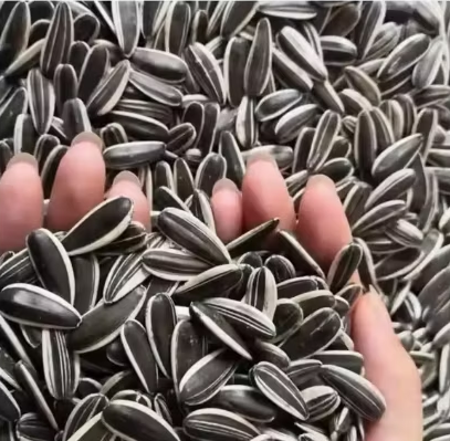 Крупные сырые семечки подсолнечника 363, 361, 601 урожая 2025 года из Китая 33 67 Подсолнечные семечки