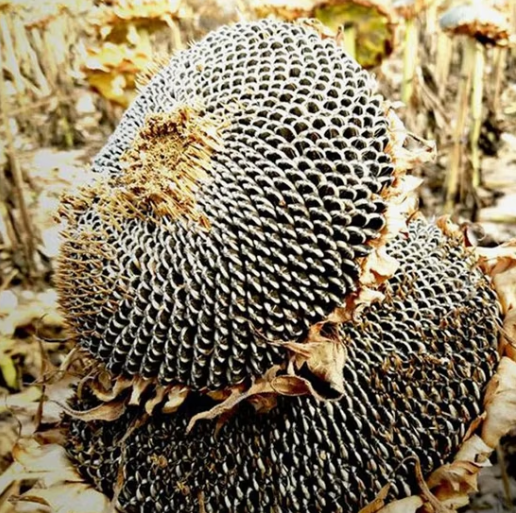 Оптовая продажа семечек подсолнуха 601 из Внутренней Монголии 33 80 Подсолнечные семечки