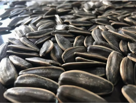 Семечки подсолнуха 361 из Внутренней Монголии 33 83 Подсолнечные семечки