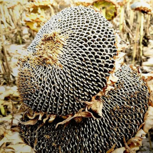 Фабрика семечек подсолнуха T6 361 разных размеров из Китая 33 87 Подсолнечные семечки