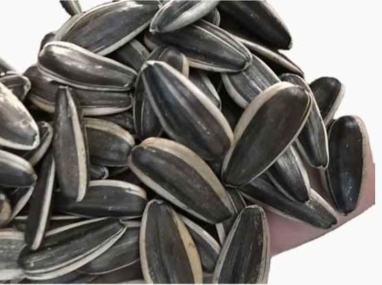 Семечки подсолнуха всех типов и ядра из Внутренней Монголии 33 88 Подсолнечные семечки