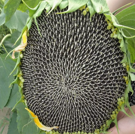 Сырые семечки подсолнечника различных типов и различных размеров 33 91 Подсолнечные семечки