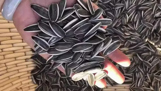 Сырые семечки подсолнечника различных типов из Внутренней Монголии 33 96 Подсолнечные семечки