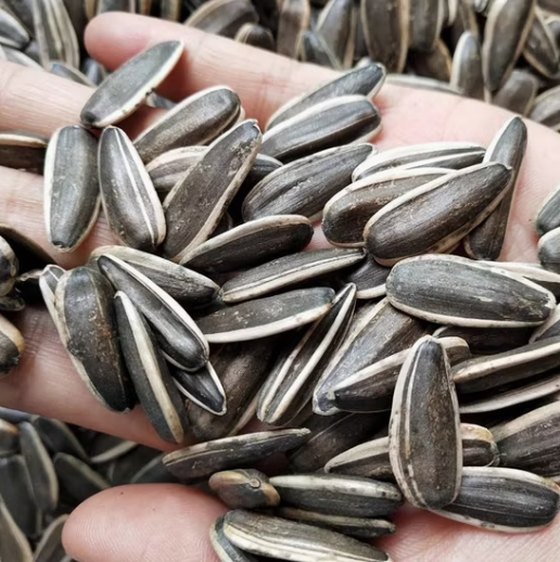 Премиальный вкус, семечки подсолнечника 361 нового урожая 2025 года 44 114 Подсолнечные семечки