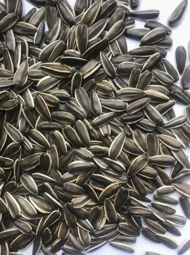 Дешёвые китайские семена подсолнечника T6 44 120 видео