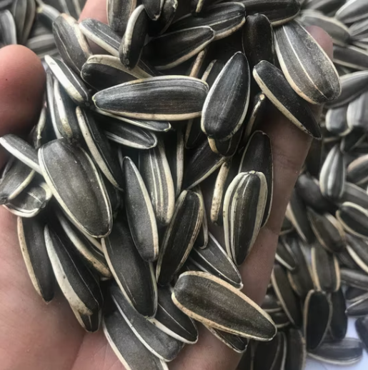 Подсолнечные семечки нового урожая 2025 года, с содержанием плесени 0,5%, типы 361, 363, T5, T6 44 124 Подсолнечные семечки