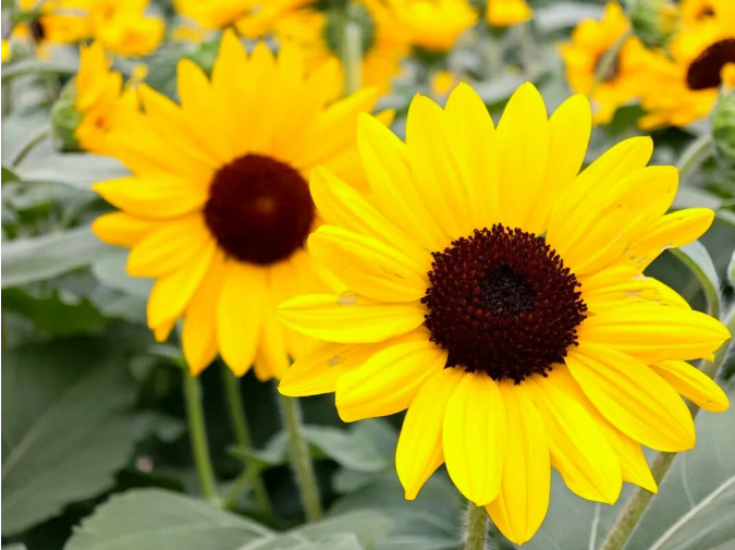 Семечки подсолнечника: польза, происхождение и интересные факты 44 129 Новости