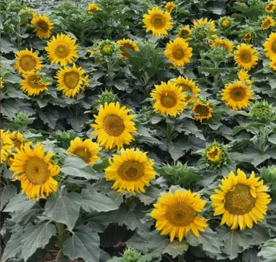 Полезные черные масличные семена подсолнечника 361 из Китая, крупного размера, сырого типа 44 36 Подсолнечные семечки