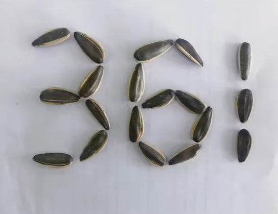 Хит продаж! Семена подсолнечника 361 из Внутренней Монголии 44 37 Подсолнечные семечки