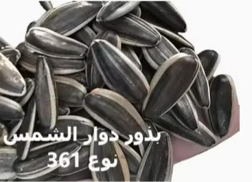 Высококачественные семечки подсолнечника из Внутренней Монголии, оптовая продажа: китайские чёрные очищенные ядра подсолнечника, сушёные, сорта 361 / T6 / 363 / T5 55 113 Подсолнечные семечки