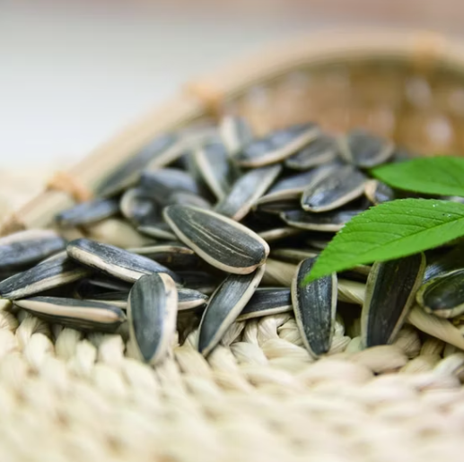 Поставщик нового урожая семян подсолнечника 361 из Китая, Внутренняя Монголия 55 31 Подсолнечные семечки