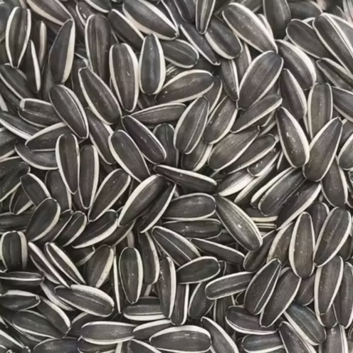 Крупные сырые семечки подсолнечника 363, 361, 601 урожая 2025 года из Китая 55 67 Подсолнечные семечки