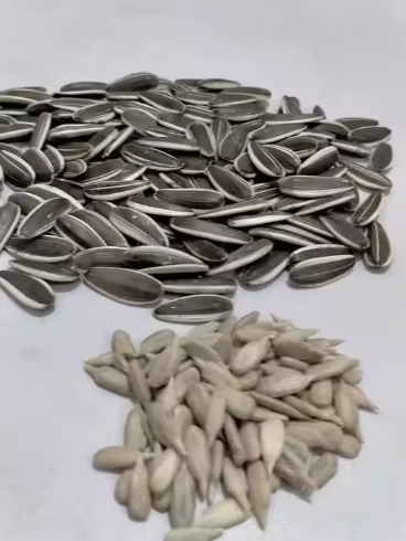 Экспортное производство высококачественных китайских семян подсолнечника 361 66 3 Подсолнечные семечки