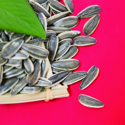 Поставщик нового урожая семян подсолнечника 361 из Китая, Внутренняя Монголия 66 Подсолнечные семечки