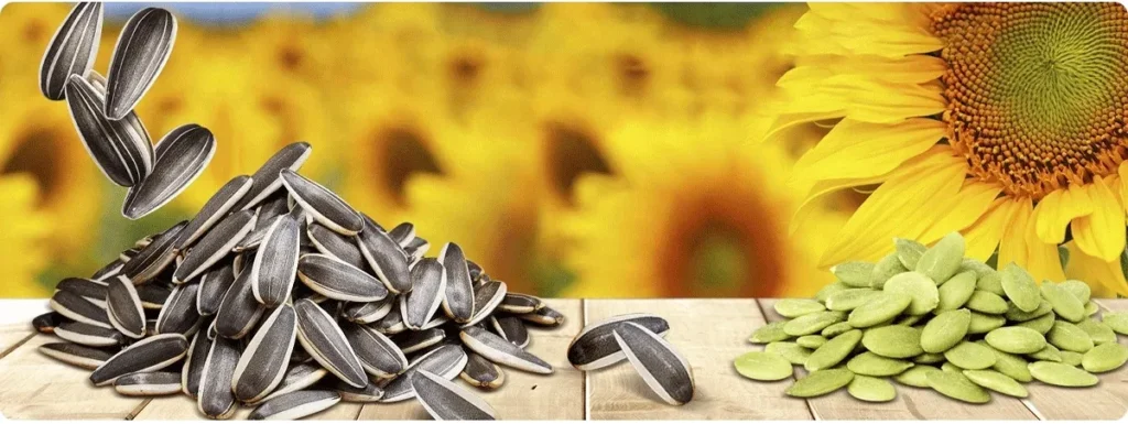 Прямые продажи с завода: семена подсолнечника 363 высшего качества T6 Sunflower Seeds Wholesale From Inner Mongolia Подсолнечные семечки