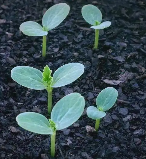 Как растёт подсолнечник и формируются семечки? 11 1 Новости