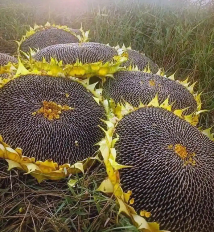 Как растёт подсолнечник и формируются семечки? 22 1 Новости