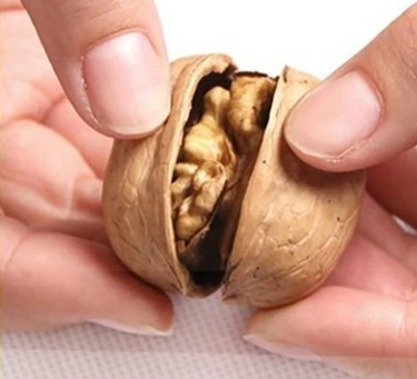 Walnut 185 with a thin shell 1 12