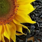 Sunflower Seeds: Benefits and Risks for Women — 11 News