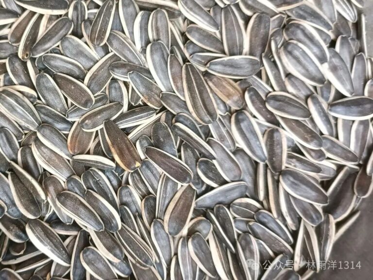 Sunflower Seeds: Benefits and Risks, How Many to Eat Per Day, and How to Choose Them