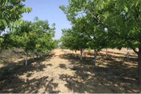 Thin-shelled Walnut 185 Tree